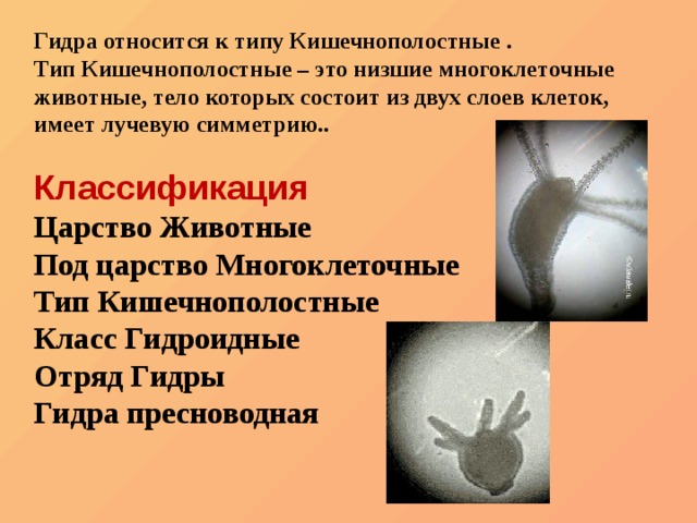 Сайт тор кракен